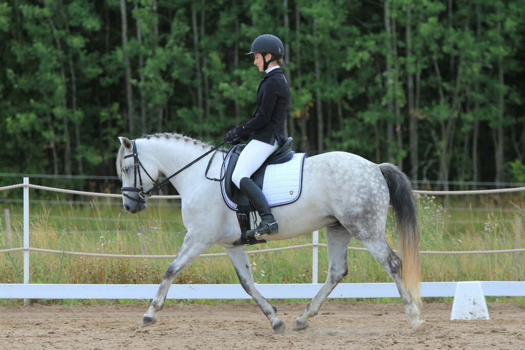 equestrian paralympics